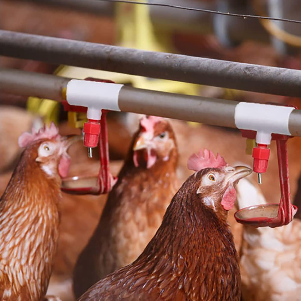 Chicken Waterer PVC Tee Fittin - Chicken Nipple Drinker 评论和价格