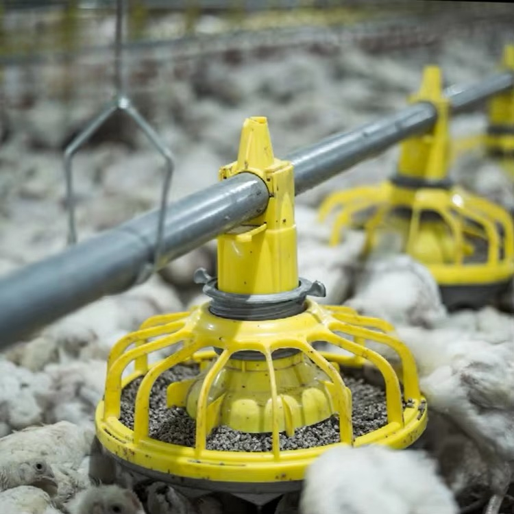 Chicken and poultry agricultur - Farming Agriculture Equipment 评论和价格