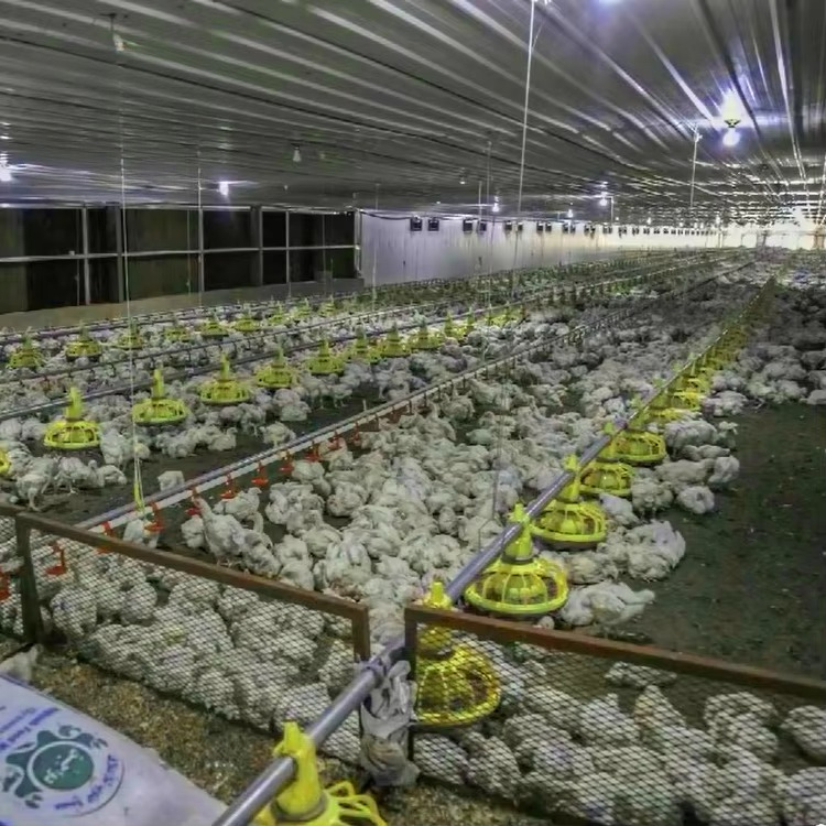 Chicken and poultry agricultur - Farming Agriculture Equipment 评论和价格