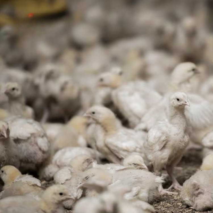 Chicken and poultry agricultur - Farming Agriculture Equipment 评论和价格